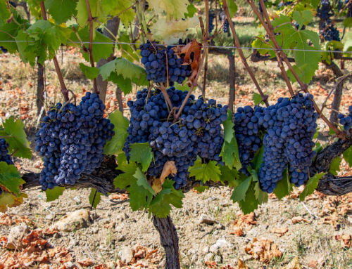 Sangiovese: the grape that tells the story of Chianti